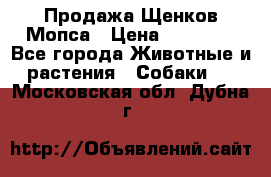 Продажа Щенков Мопса › Цена ­ 18 000 - Все города Животные и растения » Собаки   . Московская обл.,Дубна г.